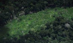 Sinh tồn ở rừng rậm Amanzon 