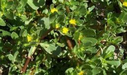 Mẹo dân gian tẩy giun cực nhạy cho trẻ