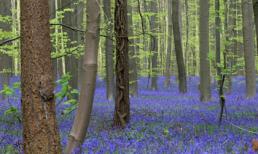 Một thế giới thanh bình và kỳ diệu