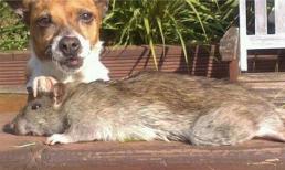 Lại bắt được chuột khổng lồ dài khoảng nửa mét