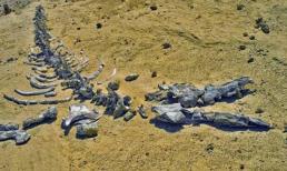 Viếng thung lũng cá voi hóa thạch ở Ai Cập