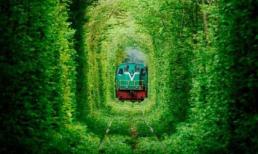 Những 'đường hầm cây' đẹp như cổ tích