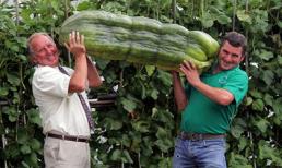 Thú vị những loại rau củ có kích thước khổng lồ 