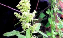 Chữa đau bụng do lạnh với rau muối