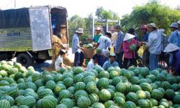 Giá dưa hấu miền Trung tăng gấp 10 lần thời điểm cuối tháng 3