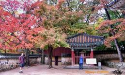 Lạc mất trái tim tại Hàn Quốc