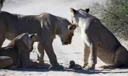 Mèo con "anh dũng" đấu đàn sư tử to hơn 30 lần