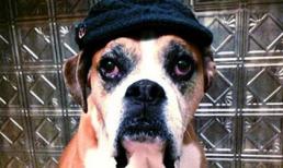 Bộ ảnh cảm động của chú chó bị ung thư