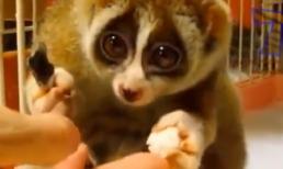 Động vật và những hình ảnh siêu "cute" khi ăn uống