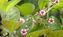 Lá mơ lông chữa bệnh