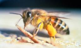 Cho ong chích cả 'của quý' để nghiên cứu