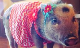 "Cô" lợn nổi tiếng trên internet