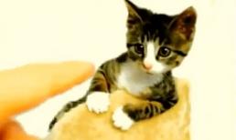 Khoảnh khắc hài hước của động vật