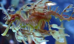 Đẹp lạ những sinh vật biển lần đầu mới thấy