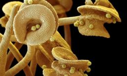 Những hình ảnh kỳ dị của hoa khi nhìn qua kính hiển vi