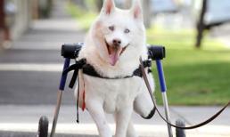 Khoảnh khắc "cười duyên" đáng yêu của động vật