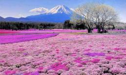 Đắm chìm trong thiên đường hoa Chi Anh ở Nhật Bản