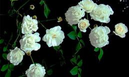 Phương thuốc cho người bệnh gan