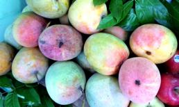 Xoài lạ đỏ au, nặng cả cân: Run rẩy ăn thử