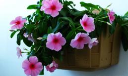 Dừa cạn - Vị thuốc quý