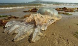 Sứa khổng lồ trôi dạt vào bờ biển Anh