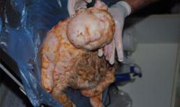 Sốc: Cừu mới sinh có khuôn mặt như người