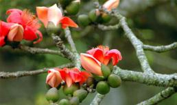 Chữa mụn nhọt sưng tấy với cây hoa gạo