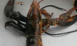 Bắt được con tôm hùm có thân 2 màu cực kỳ hiếm gặp