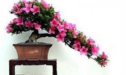 Những loài cây cảnh thanh lọc không khí trong phòng làm việc