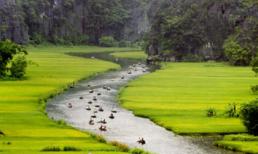 Về Tam Cốc ngắm vẻ đẹp của bông lúa Việt