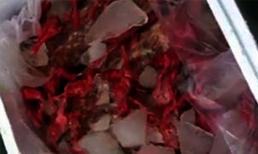 Nửa tấn gà con đông lạnh bốc mùi từ Trung Quốc tuồn vào Việt Nam