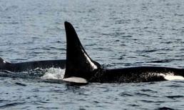 Bắt gặp cá voi trăm tuổi, sống lâu nhất thế giới