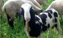 Chú cừu có bộ lông của bò sữa