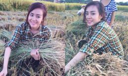 Bà Tưng gây 'sốt' với ảnh mộc mạc, chân chất về quê gặt lúa