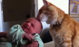 Cún, mèo và hình ảnh lạ lẫm dễ thương khi lần đầu thấy trẻ sơ sinh