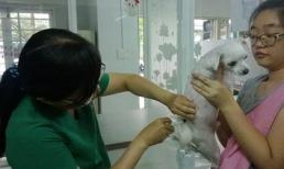 Tử vong vì tin thầy lang chữa chó dại cắn 