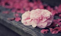 22 điều tạo nên Hạnh Phúc