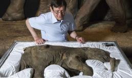 Phát hiện xác ướp voi ma mút 42.000 năm