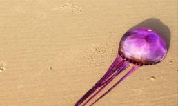 Phát hiện con sứa màu tím đầu tiên trên thế giới