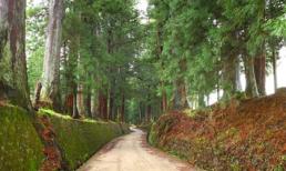 Đại lộ cây tuyết tùng dài nhất thế giới ở Nhật Bản