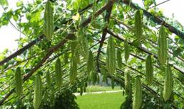 6 tác dụng phụ của khổ qua, bạn có biết?