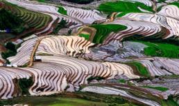 Mù Cang Chải mênh mang mùa nước đổ