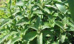 Bài thuốc dân gian chữa chứng khó tiêu ở trẻ