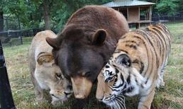Tình bạn thân thiết đến khó tin giữa ba chú gấu, sử tử và hổ