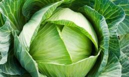 Bắp cải - "thuốc tốt của người nghèo"