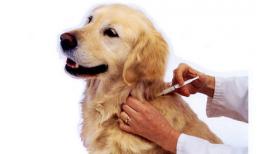 Ðừng để tử vong do bệnh dại