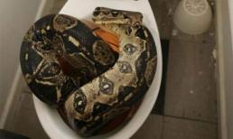 Một bà mẹ hai con bị rắn cắn vào vòng 3 khi đang đi vệ sinh