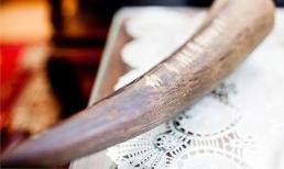 Thực hư tác dụng sừng tê giác chữa bách bệnh