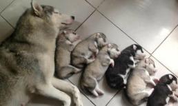 Những đàn mẹ con nhà chó ngộ nghĩnh "đốn tim" người hâm mộ