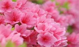 Thứ Ba của bạn (27/5): Cơ hội cho Xử Nữ